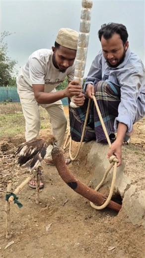 The bird bit the snake and caught it.😃then #funnyvideos
