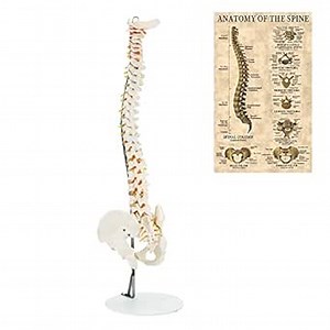 MIIRR Life Size Spine Anatomical Model, 35" Medical Spine Model with Stand and Colorful Manual, Human Spine Model Include Pelvis, Sacrum, Vertebral Artery, Nerve Artery and Lumbar Intervertebral Disc