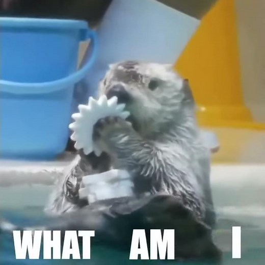 Best animal voice overs