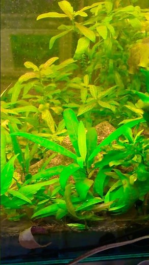 The Ultimate Aquarium Plant Setup Guide