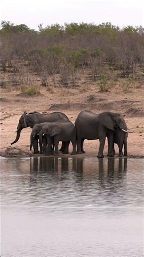 Elephants in the Kruger, South Africa.