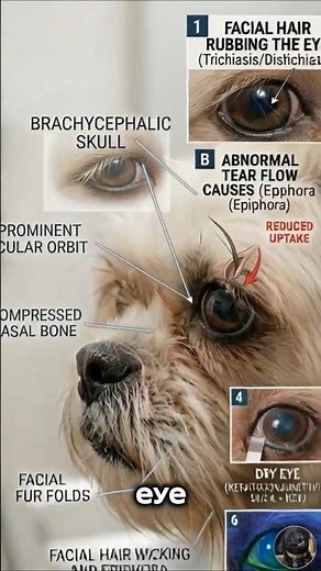 Is Your Dog Shih Tzu Eye Problems Tearing Excessively