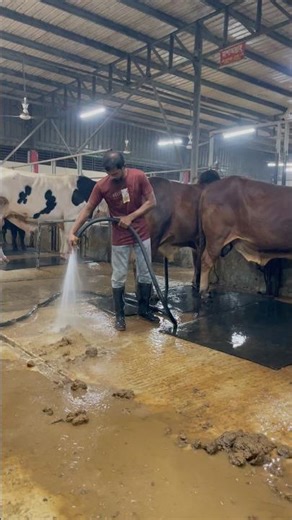 The shepherd regularly cleans the feces with water at night#cowdung #water #cleaning