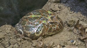 アフリカ産のウマガエル(Pyxicephalus adspersus)は、Pyxicephalidae科のカエルの一種である。 学名の由来で、ピクシーカエルとも呼ばれる。 アンゴラ、ボツワナ、ケニアで見られる。