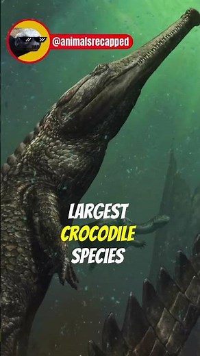 Gharials | The Most Specialised Crocodile
