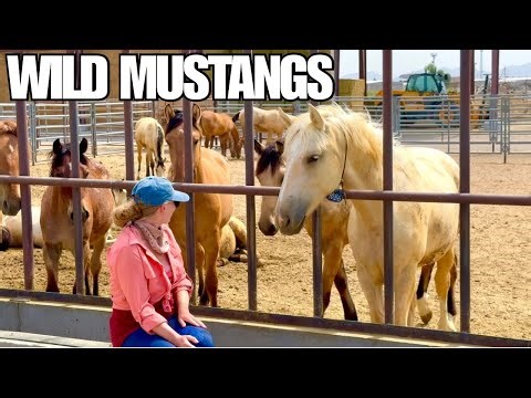 Visiting The Mustang Corral In Delta, Utah! A Bucket List Experience