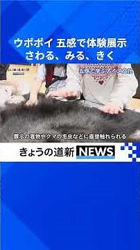 アイヌ文化 見て、触れて体感 白老・ウポポイ #ウポポイ #国立アイヌ民族博物館 #白老町 #民族共生象徴空間 #体感型展示 #アイヌ文化 #北海道新聞 #shorts