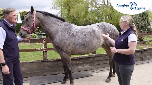 47 reactions | A raised temperature above 38.5°C is abnormal for a horse and can be a useful indicator that something may be wrong. In addition to knowing what’s normal for your horse, to help assess their condition, it’s a good idea to get your horse used to having its temperature taken so that it isn’t alarming when performed by a vet. | Petplan Equine | Facebook