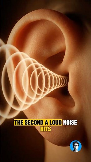What Happens Inside Your Ear During Loud Noise 👂
