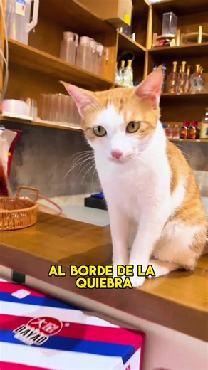 The Lucky Cat: A Symbol of Fortune and Friendship