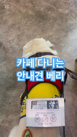 카페 다니는 안내견 베리 #시각장애인 #테너 #안내견 #테리베리 #삼성 #안내견학교 #대학생 #캠퍼스라이프 #카페 #엘레베이터 #아름다운 #동행