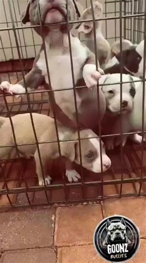 American Bully Puppies at 7 Weeks Old