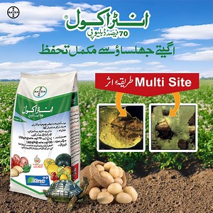 18K views · 259 reactions | انٹراکول اپنا اثر دکھائے اگیتا جھلساؤ اب...