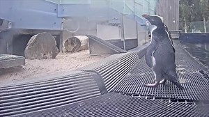 We're live streaming our animals to bring you the #AnimalsAtHome! (This video 👇 is some quick highlights from Wednesday, not the actual live footage!) Watch the Snow Leopard cubs, Penguins, Giraffes and Lions, now live streaming here 🎥➡ http://bit.ly/2QoeYB5 | Zoos Victoria