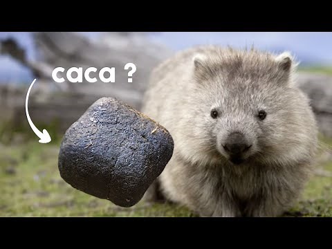 Why does a wombat have square droppings?