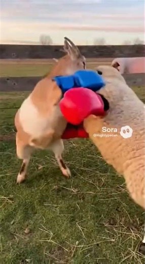 Unusual Territorial Dispute Between Goat and Sheep 🥊