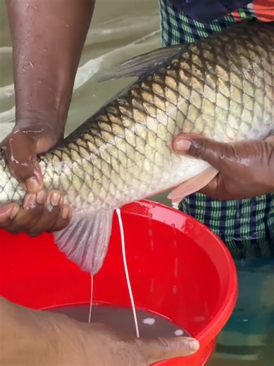 Understanding Migale Fish Breeding Techniques