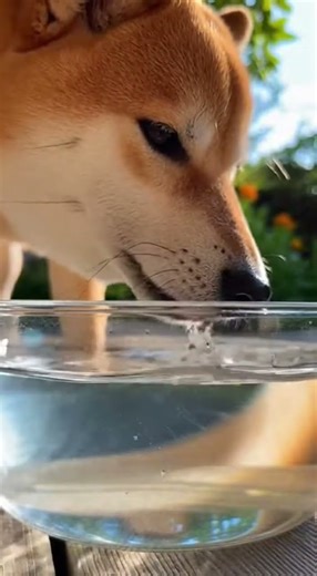 “A Shiba’s Mini Water World: Drinking from a Clear Bowl” 💧🐶✨ #shibenation #funny #cute #funnypets
