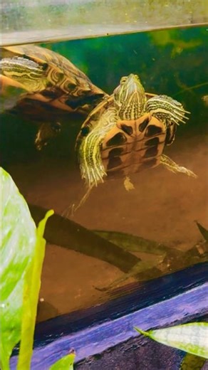 red-eared slider ❤️ #deewaraya #redearedsliderturtle #redearsliderturtle #aquariumfish #aquarium