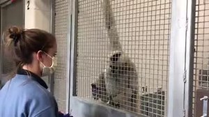 24K views · 379 reactions | Husbandry behaviors are so important to the quality of care we provide for our animals. By using positive reinforcement training methods and setting up the right environment for each behavior to occur, the animal has more control over their training session.  by Denver Zoo | American Association of Zoo Keepers | Facebook