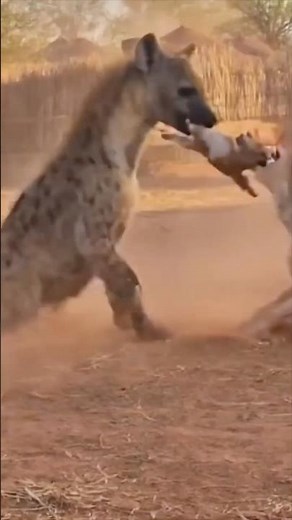 Mother Dog Fights Hyena to Save Her Puppy 🐶🦁📹