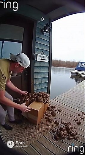 Ring footage of thief getting poop exploding package.