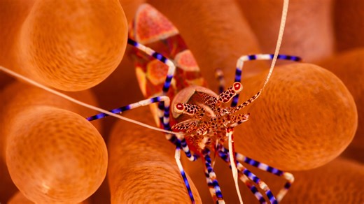 A tiny shrimp in coral shelter