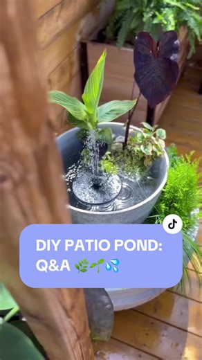 DIY Patio Pond: Maintenance Tips and Plant Suggestions