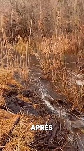 Enlever un barrage de castors de la bonne manière - sans dommage ! | Brico Monsieur