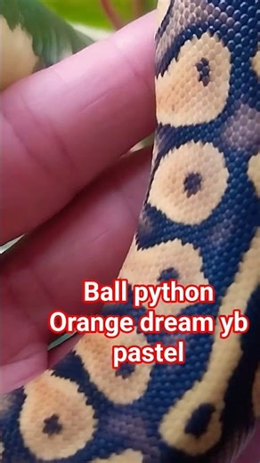 ball python Orange dream yb pastel #snake #piton