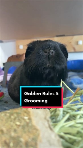 Grooming your guinea pig is important #guineapiglove #guineapigfacts #guineapigcare #guineapigs #guineapiggrooming