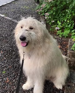 Ziggy is a pyrdoodle, which is a Great Pyrenees poodle mix. He loves to learn things. We were hoping to take a walk and work on reactivity but it was pouring. Playing inside and doing training games can be just as stimulating as taking a walk. #doodlesofinstagram #pyrdoodle #doodlesoftheworld #dogtraining #rainydaydog #fridaydog #longislanddog #happydog | Thinking Canine | Facebook