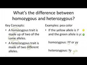 Homozygous v. Heterozygous