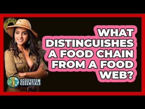 What Distinguishes a Food Chain From a Food Web?