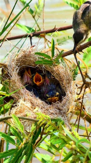 Little babies bird in nest Mother bird feeding0008#birds #birdfeeding #birdfeeder
