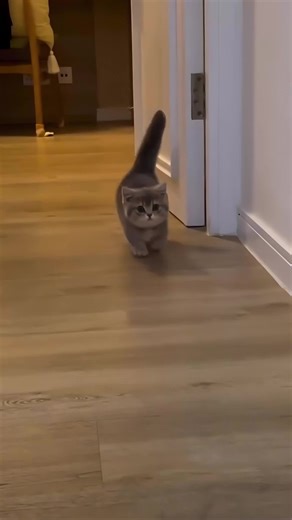 Munchkin Cat Walk: Adorable and Fun Moments