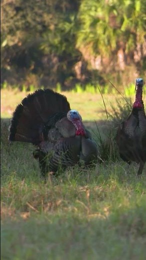 The sound that tells you not to move, he's close! #hunting #speakthelanguage #wildlife #huntinggear