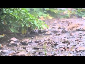 Body Scan - Guided Mindfulness Meditation