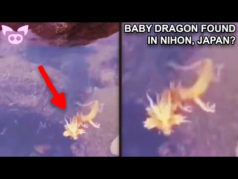 Mysterious Cryptids Caught on Camera