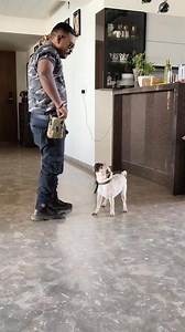4.4K views · 94 reactions | Interested pug Dog Training #puglia #pug #puglife #pugsofinstagram #puglove #pugstagram #dogtraining #dogtrainer #doglover #Army #desi #trendingreel #rottweiler #reels | K9 Yadav Dog Training Centre Agra | Facebook
