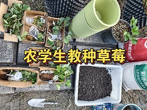 草莓苗种植教程（超详细），从配土到缓苗