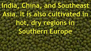 Mung Beans Facts and Health Benefits - Health Benefits