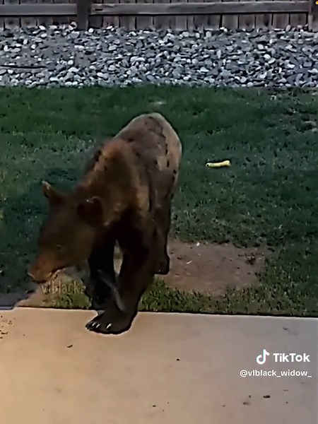 House Protection Dogs: Cane Corsos Guarding Your Home