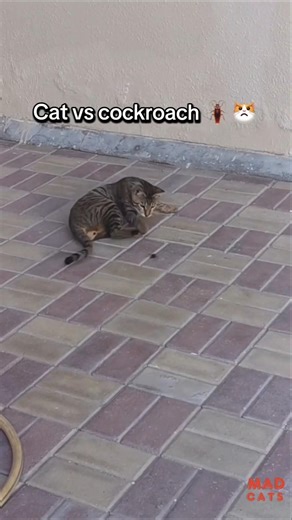 Epic battle, Cat vs cockroach 🪳😾#cat #stray #cathunt #catsoftiktok #catlife