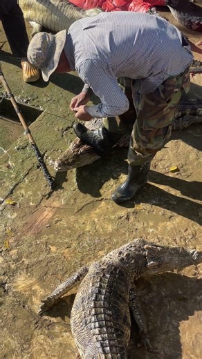 Using magic hook catch crocodiles #animallife #crocodile #farm #wildlife #animals #shorts
