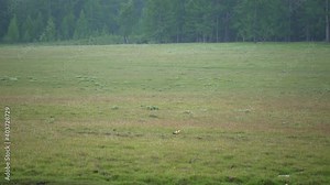 Wild ruddy shelduck bird family with parents and young cubs in natural meadow.Wildlife animal duck ground land webbed feet conservation cub baby anseriforme grebe loon Tadorna ferruginea Anatidae Stock Video