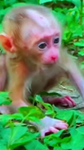The little monkey looks like it's trying hard to walk.