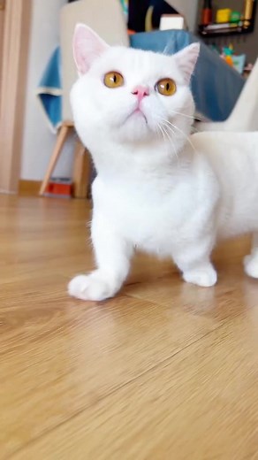 Adorable Cat and Dog Duo Conquer Stairway Adventure | Heartwarming Friendship 🐱🐶