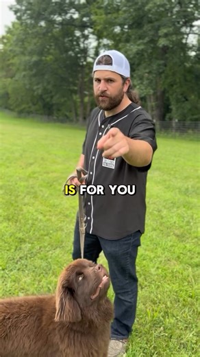 Crunch, my puppy, has jumped on me one time in his entire life. One moment. That’s it. Here are a few tips to help your dog stop jumping, and some context around a game like this. I like to play a game where I move fast, act a little goofy, bring the energy up, and then suddenly come to a complete stop. What I’m watching is the choice my dog makes next. If they choose option A and sit, I pay them heavily. If they choose option B and jump, I mark it with “no” and make that choice uncomfortable. O