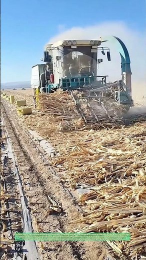 Comment la moissonneuse-batteuse transforme les tiges de maïs en ressources précieuses ?